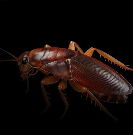 Cockroach Treatment